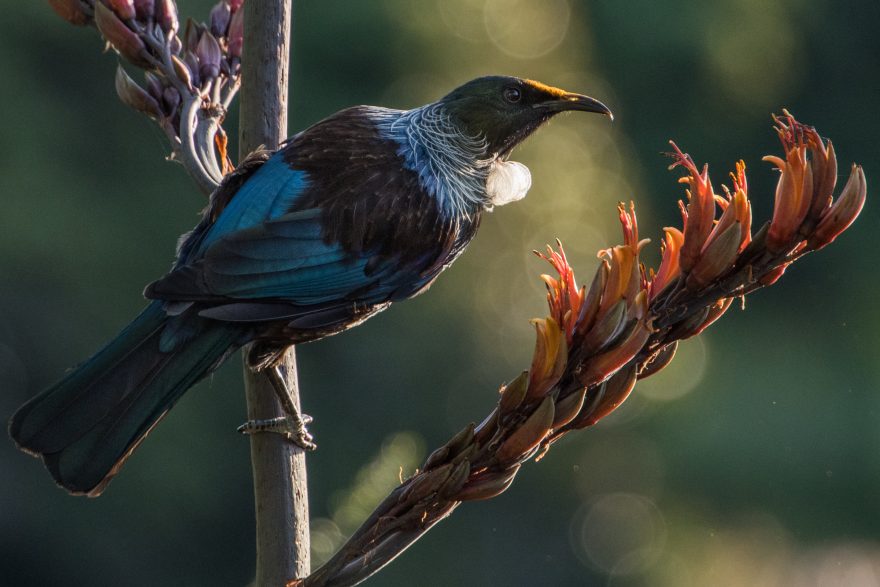 Tui on flax