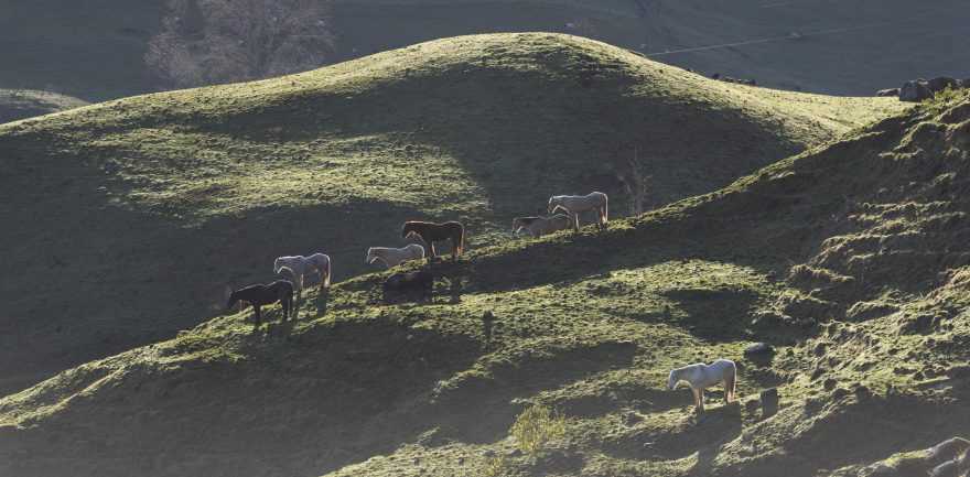 Charge of the Light Brigade