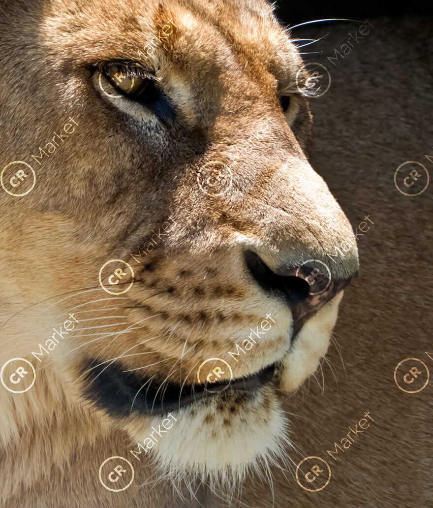 Lioness