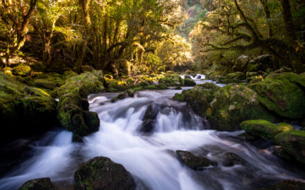 Riwaka Resurgence